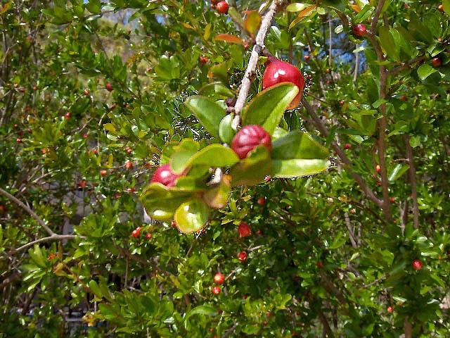 Photo of Pomegranates (Punica granatum) uploaded by SongofJoy