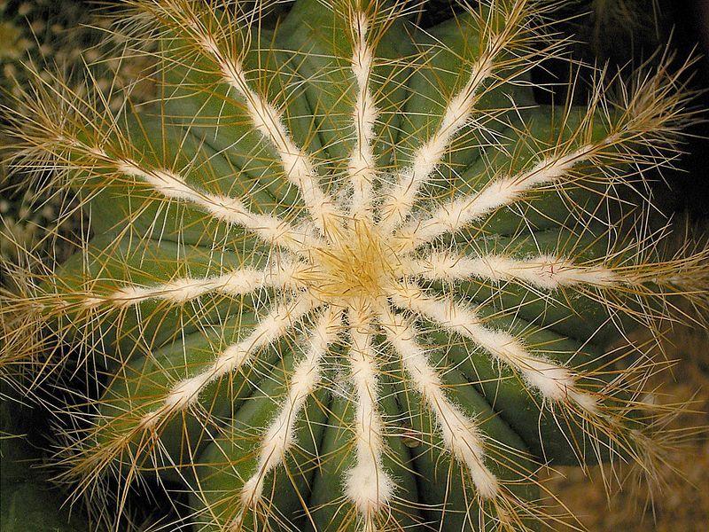 Photo of Ball Cactus (Parodia magnifica) uploaded by SongofJoy