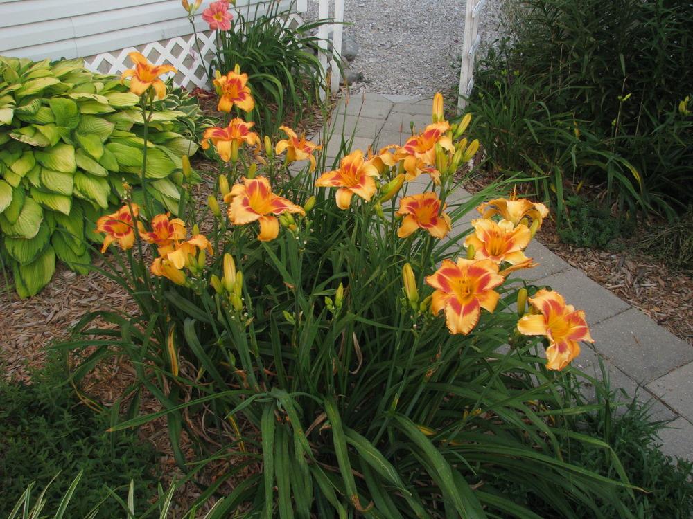 Photo of Daylily (Hemerocallis 'All Fired Up') uploaded by blue23rose