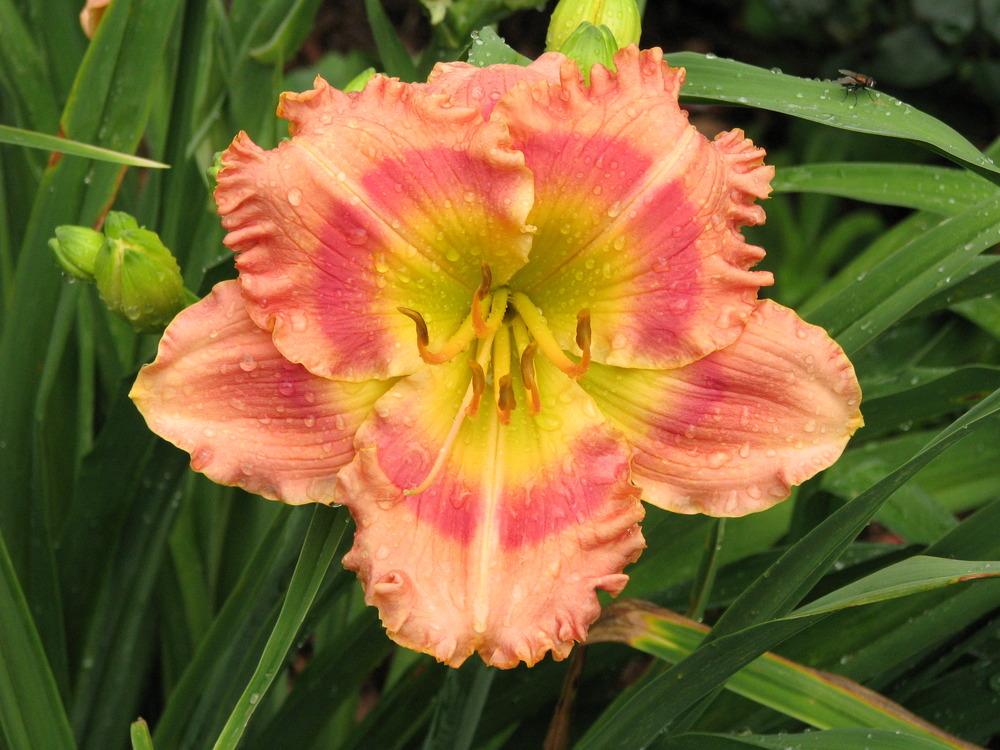 Photo of Daylily (Hemerocallis 'After the Dawn') uploaded by blue23rose