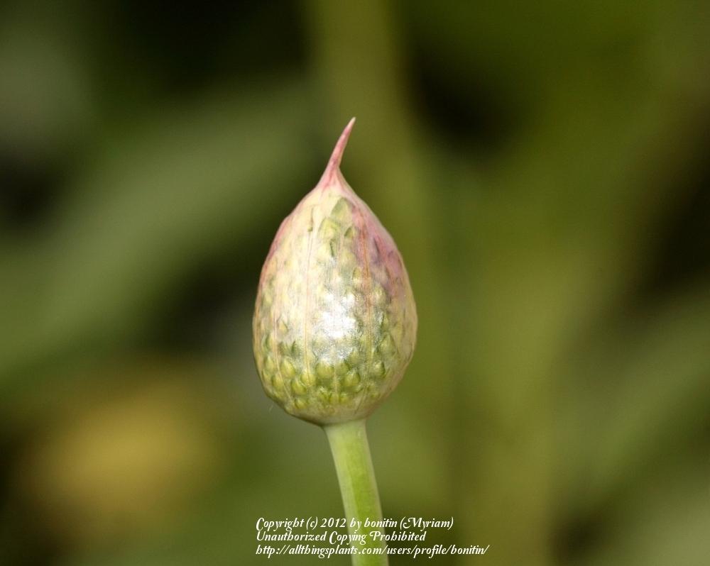 Photo of Drumsticks (Allium sphaerocephalon) uploaded by bonitin