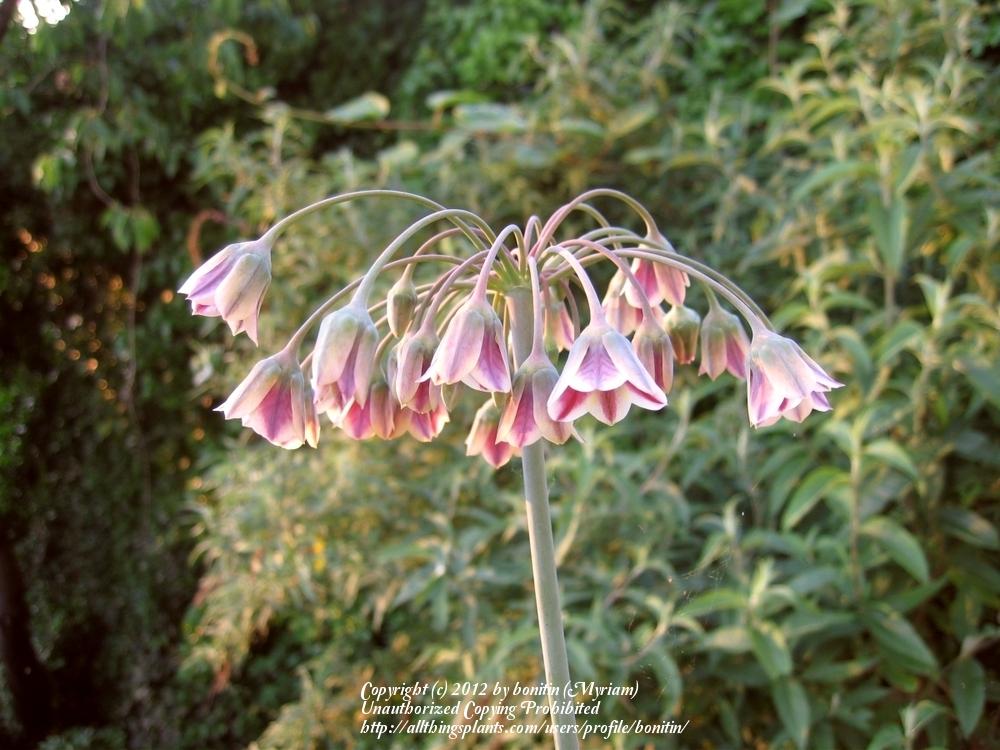 Photo of Mediterranean Bells (Allium siculum) uploaded by bonitin