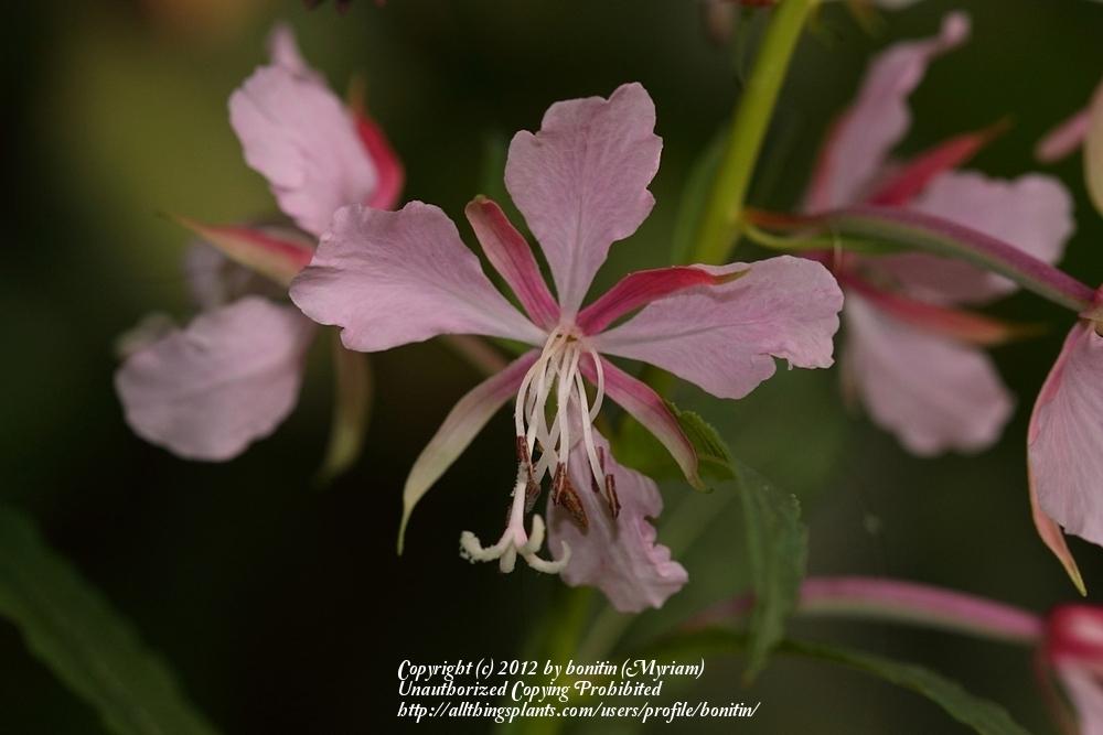Photo of Rosebay Willow Herb (Chamaenerion angustifolium 'Stahl Rose') uploaded by bonitin