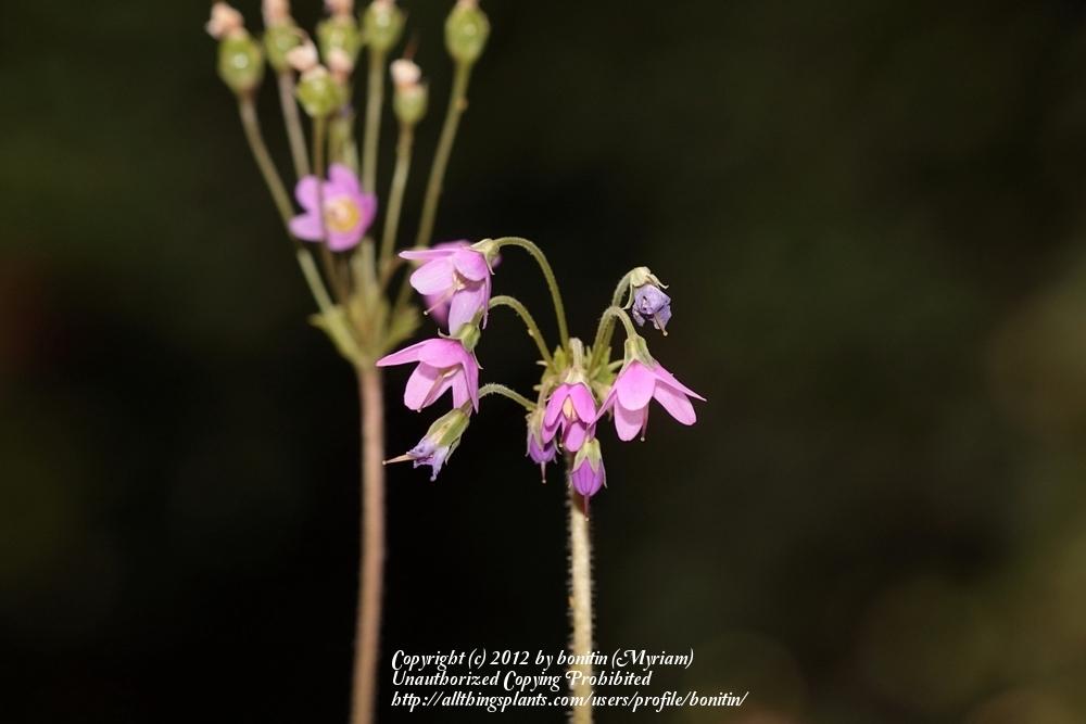 Photo of Primula (Primula matthioli subsp. matthioli) uploaded by bonitin