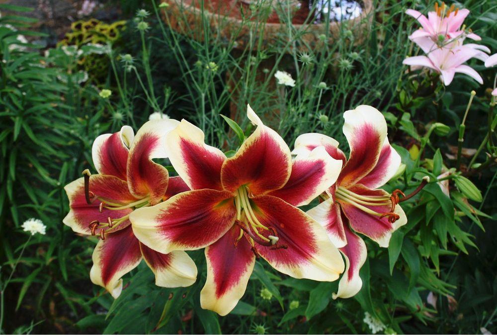 Photo of Lily (Lilium 'Red Dutch') uploaded by 4susiesjoy
