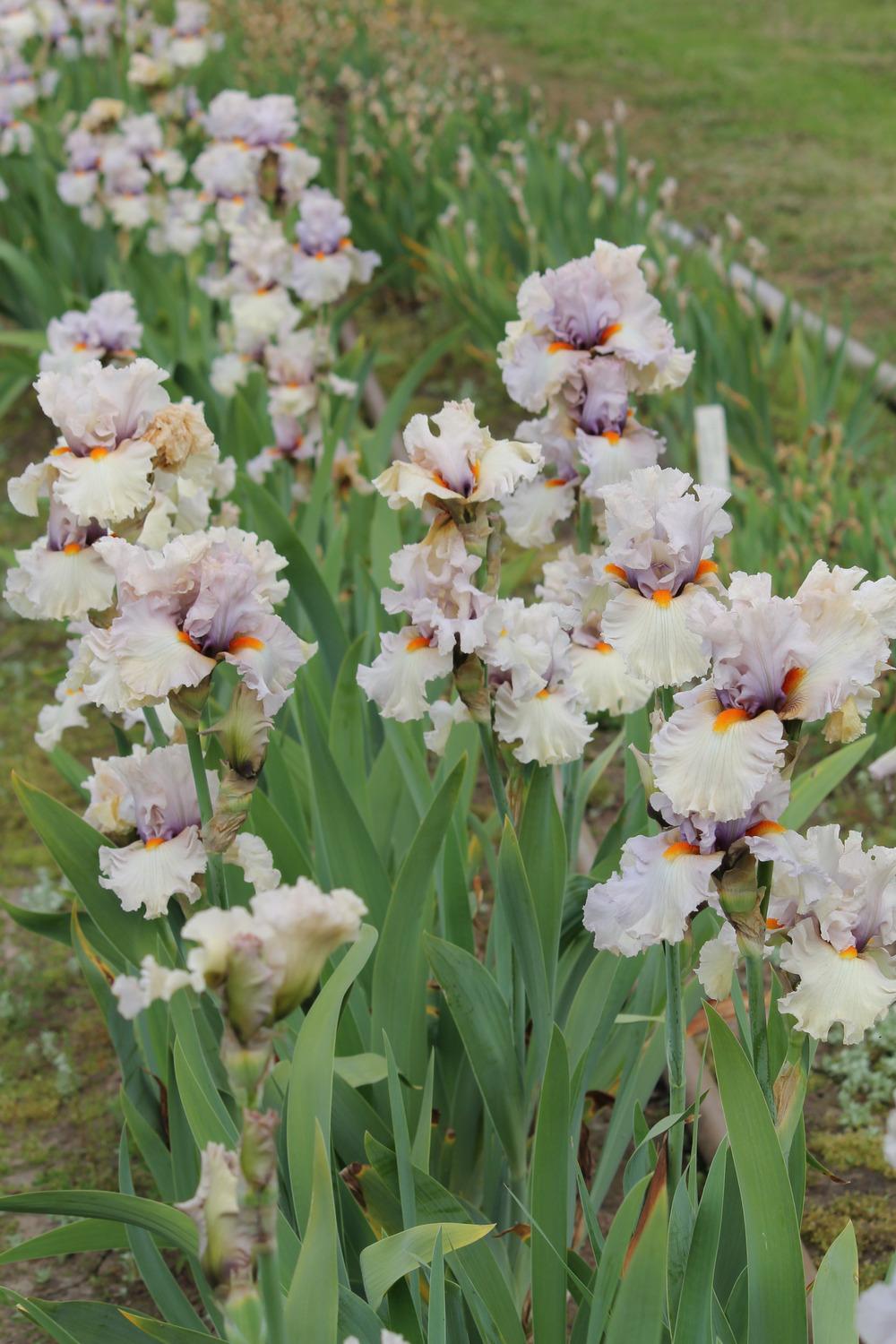 Photo of Tall Bearded Iris (Iris 'Chenille') uploaded by ARUBA1334