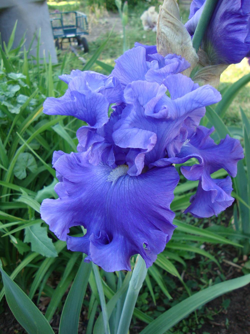 Photo of Tall Bearded Iris (Iris 'Adriatic Waves') uploaded by Paul2032
