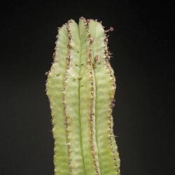 
Euphorbia anoplia