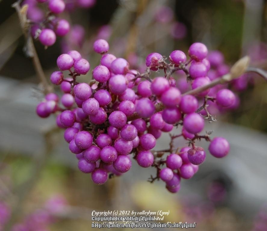Photo of Beautyberry (Callicarpa giraldii 'Profusion') uploaded by valleylynn