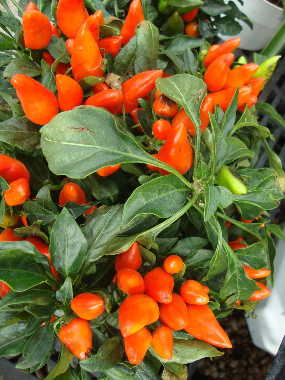 Photo of Peppers (Capsicum) uploaded by Paul2032