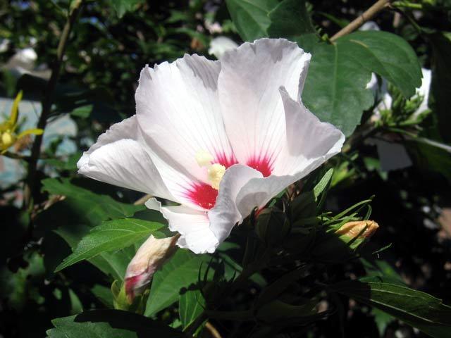 Photo of Rose of Sharon (Hibiscus syriacus 'Red Heart') uploaded by SongofJoy