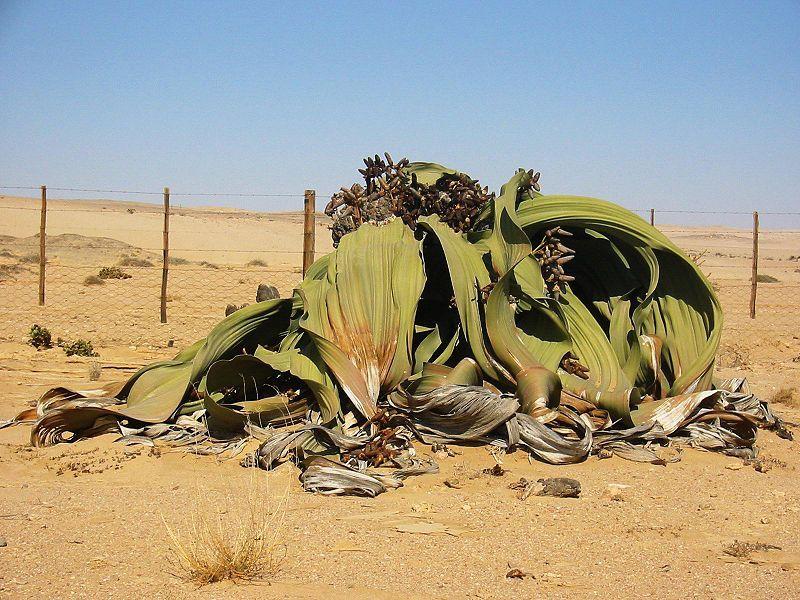 Photo of N'tumbo (Welwitschia mirabilis) uploaded by SongofJoy
