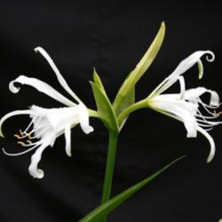 
By natural 1 from Australia (Amaryllidaceae Hymenocallis ×macros