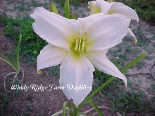 Photo of Daylily (Hemerocallis 'Dad's Best White') uploaded by Joy