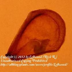 Thumb of 2012-11-21/Leftwood/76d396