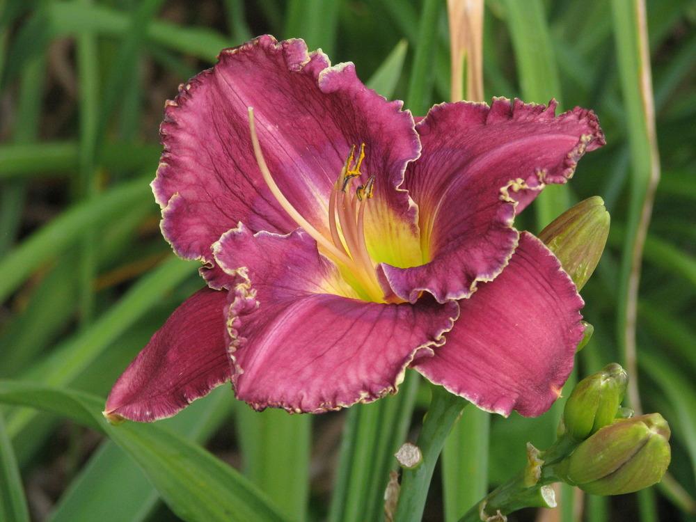 Photo of Daylily (Hemerocallis 'Law and Order') uploaded by blue23rose
