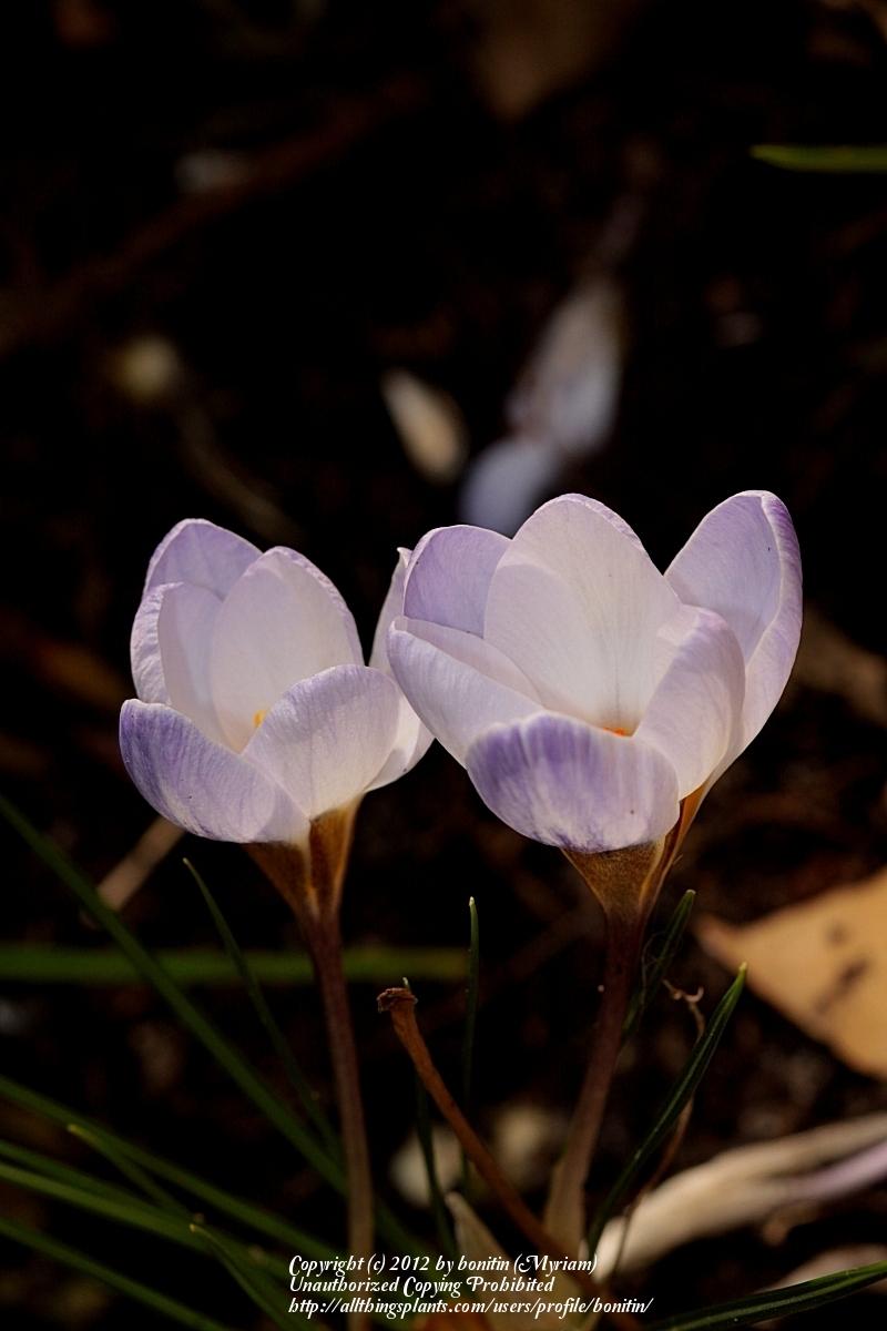 Photo of Crocus (Crocus chrysanthus 'Blue Pearl') uploaded by bonitin