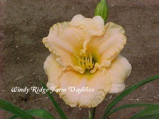 Photo of Daylily (Hemerocallis 'Ruffled Carousel') uploaded by Joy