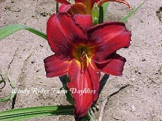 Photo of Daylily (Hemerocallis 'Gideon') uploaded by Joy