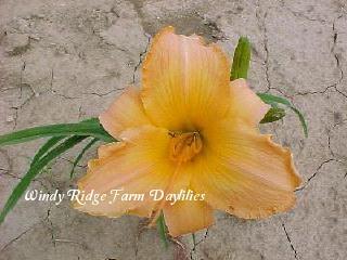 Photo of Daylily (Hemerocallis 'Kirishima') uploaded by Joy