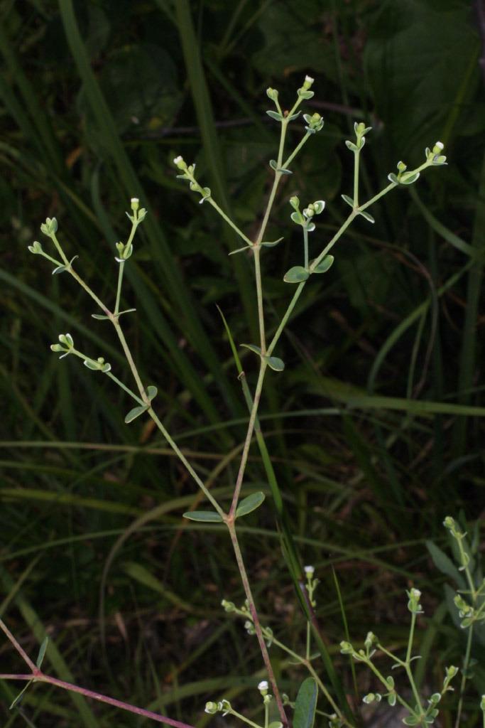 Photo of Flowering Spurge (Euphorbia corollata) uploaded by SongofJoy