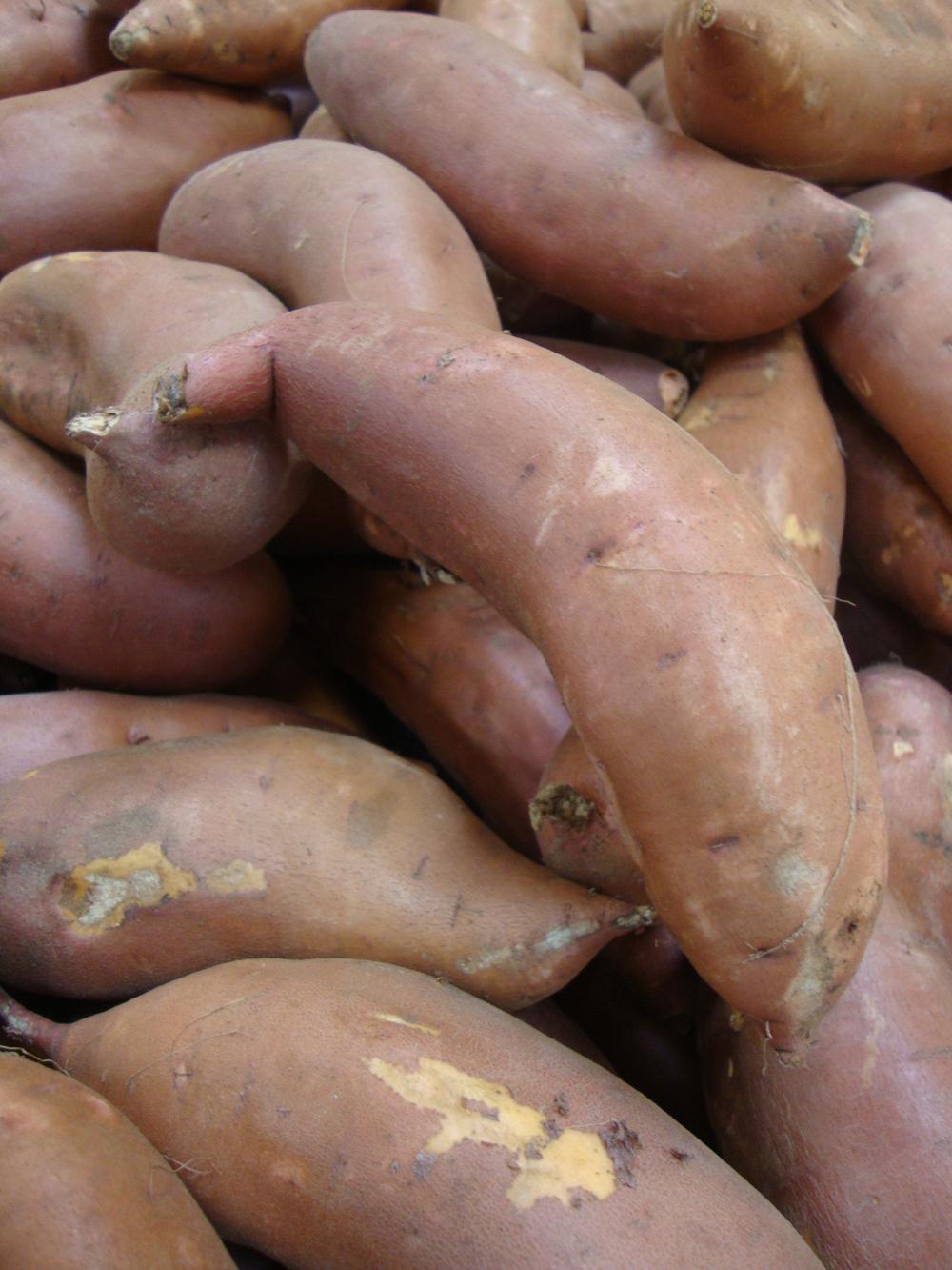 Photo of Sweet Potato (Ipomoea batatas 'Jewel') uploaded by Paul2032