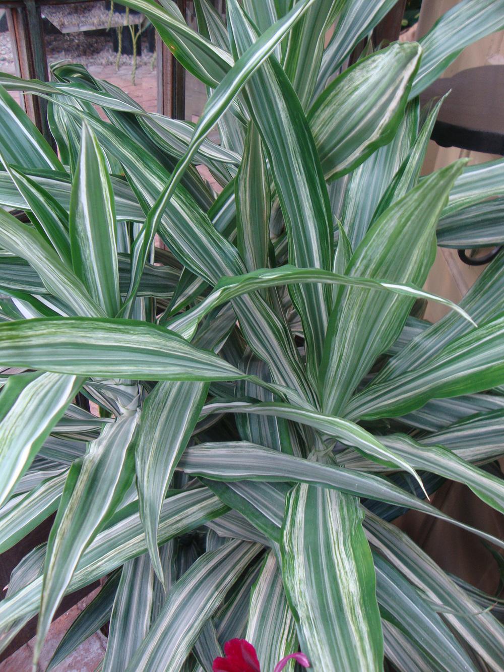Photo of Ti (Cordyline) uploaded by Paul2032
