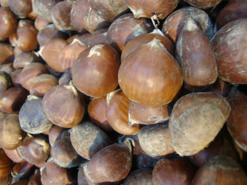 Photo of Sweet Chestnut (Castanea sativa) uploaded by Paul2032