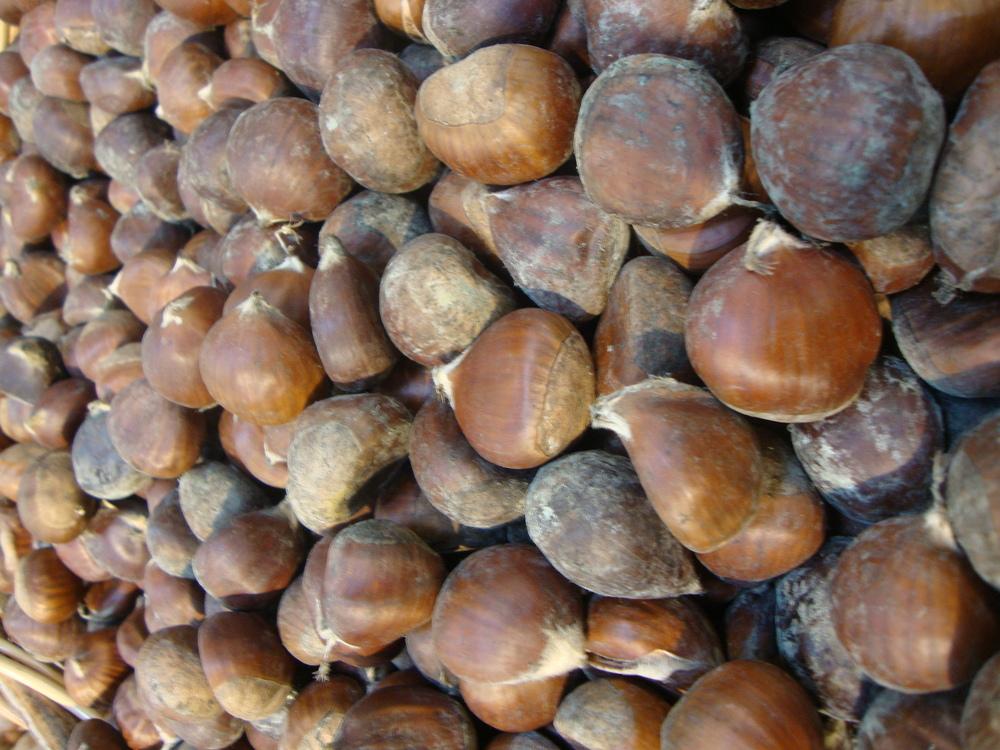 Photo of Sweet Chestnut (Castanea sativa) uploaded by Paul2032