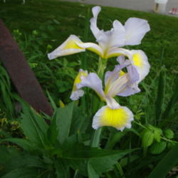 Location: In my garden
Date: 2011-07-04
Spuria Iris
