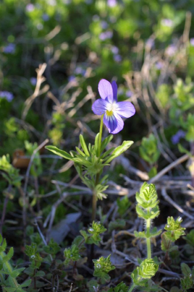 Photo of Field Pansy (Viola bicolor) uploaded by SongofJoy