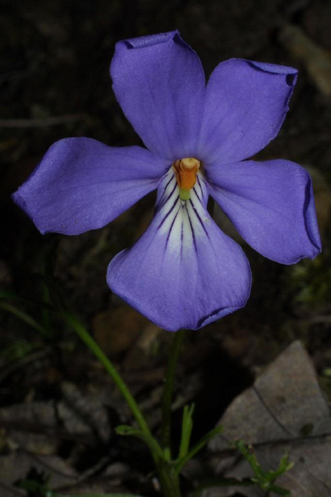 Photo of Bird's Foot Violet (Viola pedata) uploaded by SongofJoy