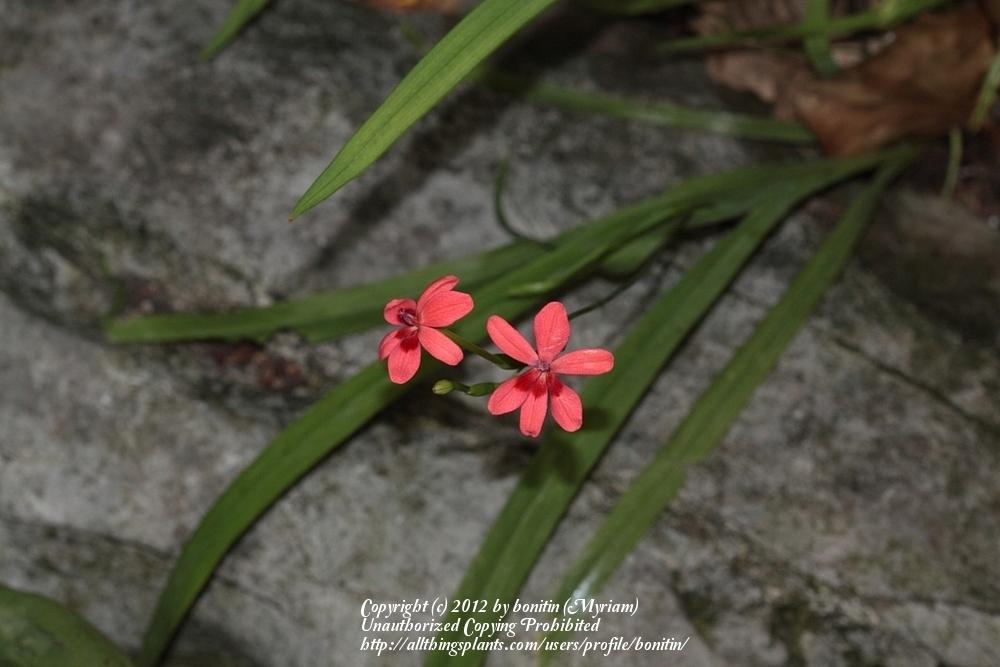 Photo of Painted Petals (Freesia laxa) uploaded by bonitin