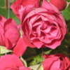 Rose photo on garden tour