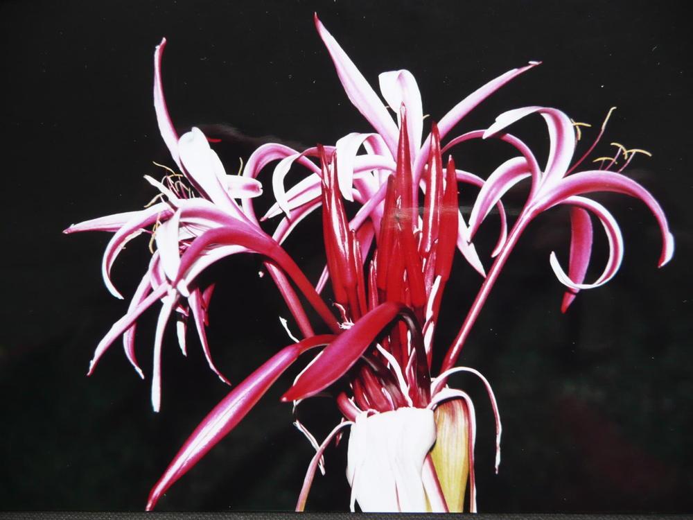 Photo of Giant Spider Lily (Crinum x amabile) uploaded by xeronema