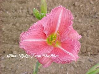 Photo of Daylily (Hemerocallis 'Strawberry Hill') uploaded by Joy