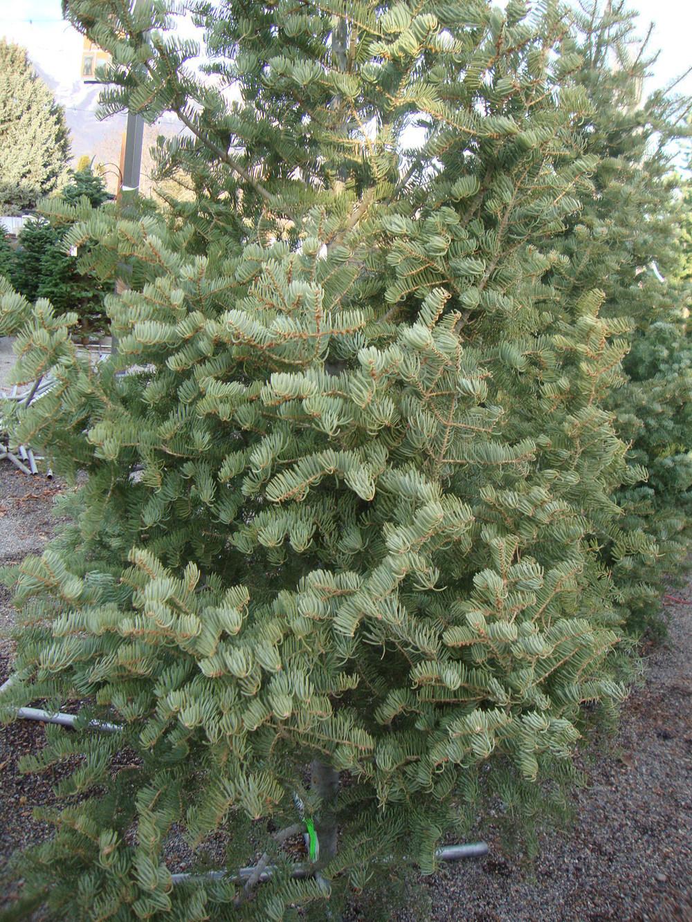 Photo of White Fir (Abies concolor) uploaded by Paul2032