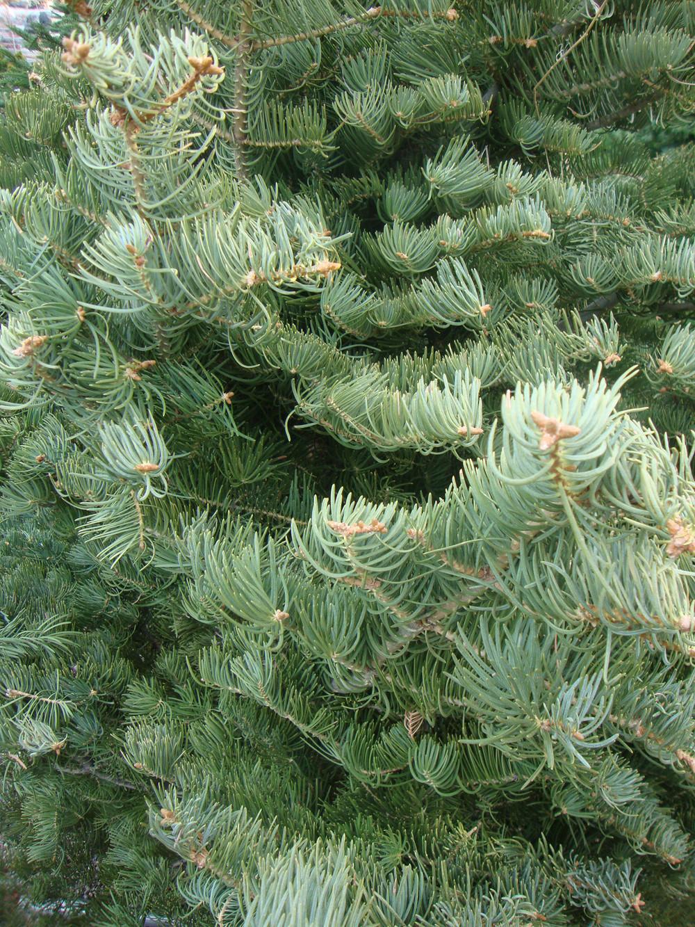 Photo of White Fir (Abies concolor) uploaded by Paul2032