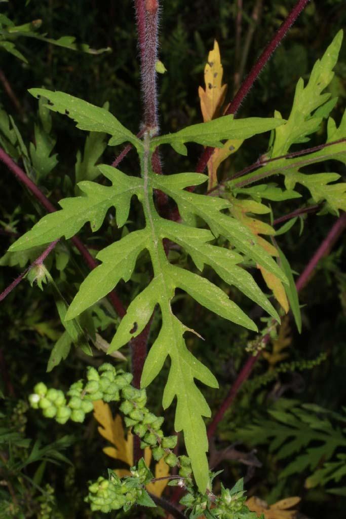 Photo of Common Ragweed (Ambrosia artemisiifolia) uploaded by SongofJoy
