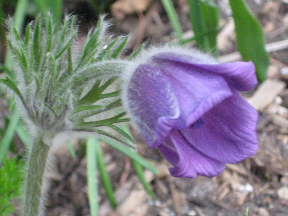 Photo of Pasque Flower (Pulsatilla grandis subsp. grandis) uploaded by dorab