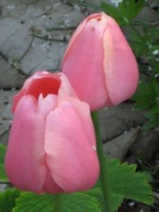 Photo of Single Late Tulip (Tulipa 'Menton') uploaded by dorab