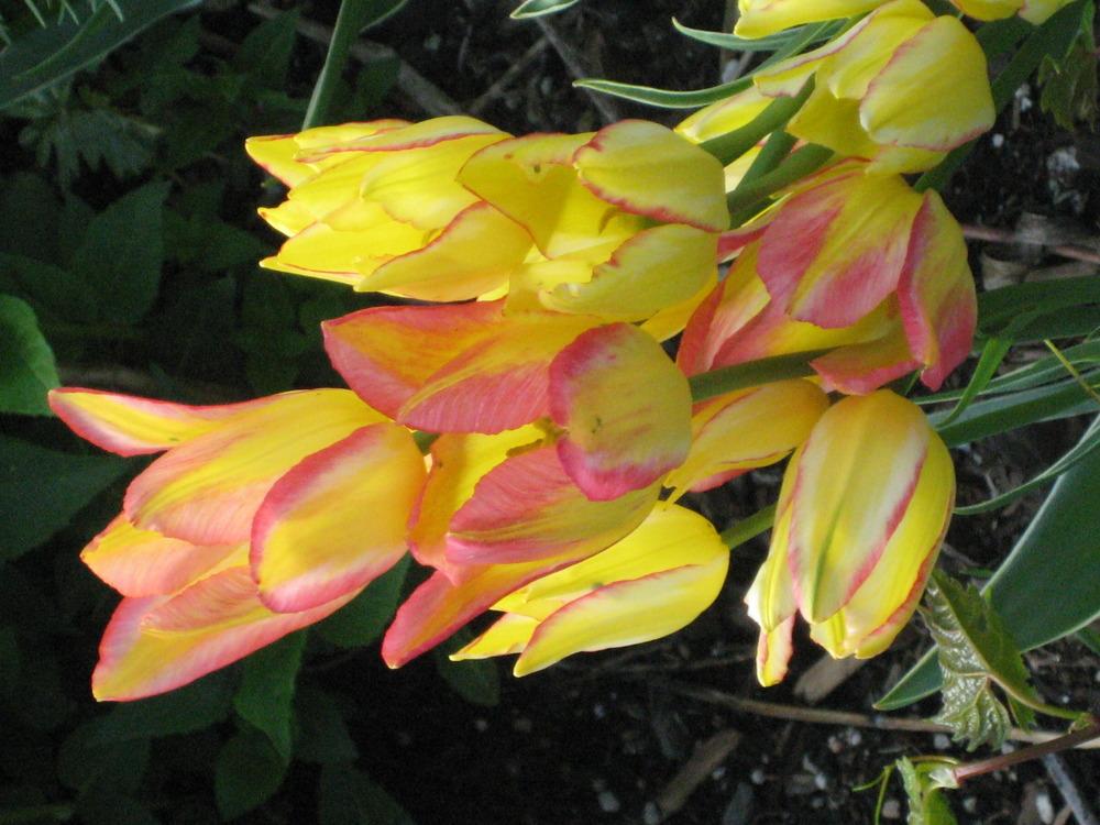 Photo of Single Late Tulip (Tulipa 'Antoinette') uploaded by dorab