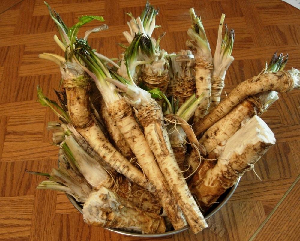 Photo of Horseradish (Armoracia rusticana) uploaded by Moby