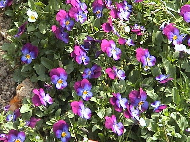 Photo of Horned Violet (Viola cornuta) uploaded by SongofJoy