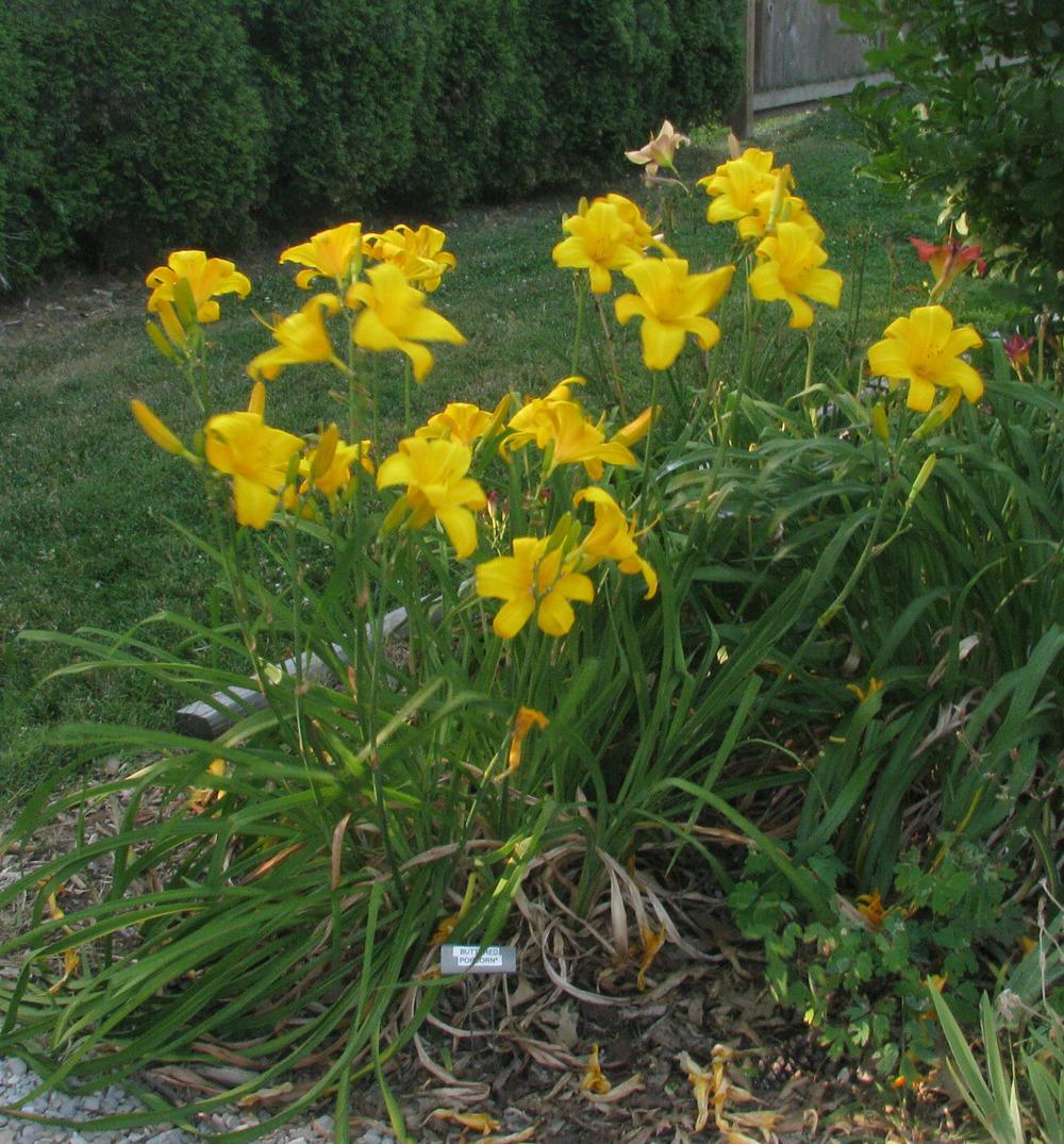 Photo of Daylily (Hemerocallis 'Buttered Popcorn') uploaded by blue23rose