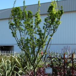 Location: Green Acres Garden Center, Citrus Heights, CA
Date: Apr 5, 2012 