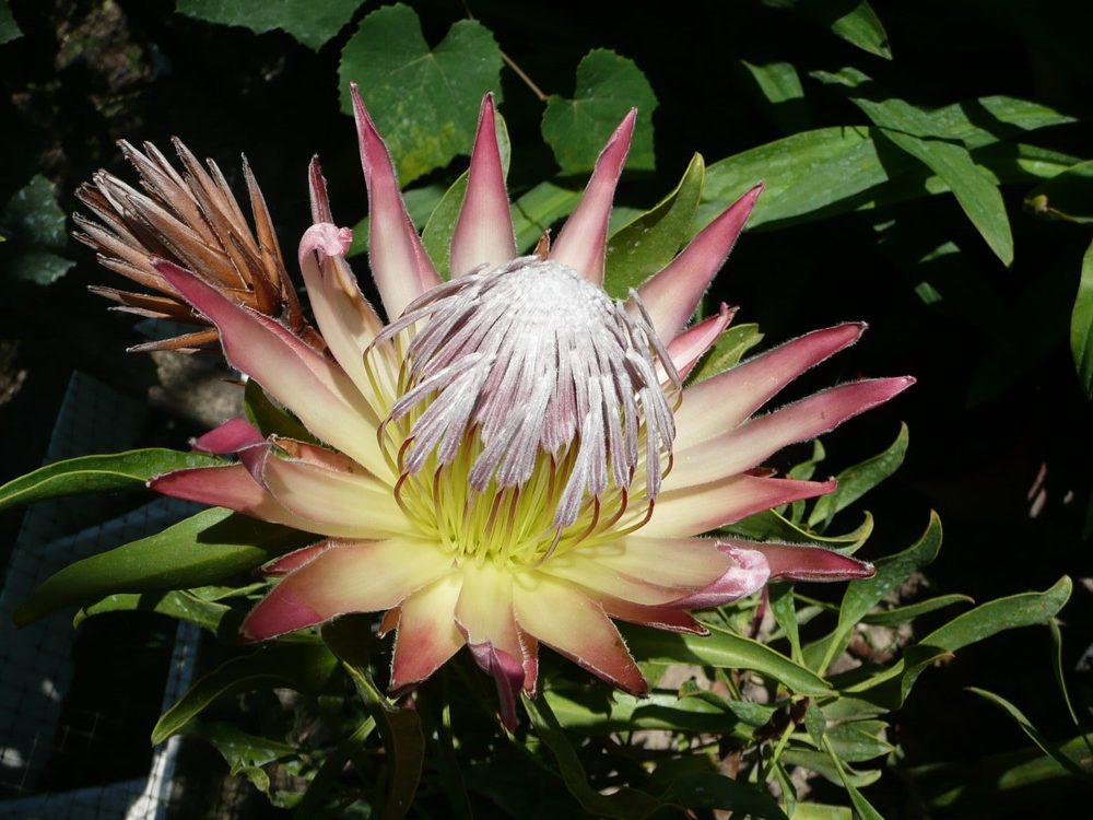 Photo of King Protea (Protea cynaroides) uploaded by xeronema