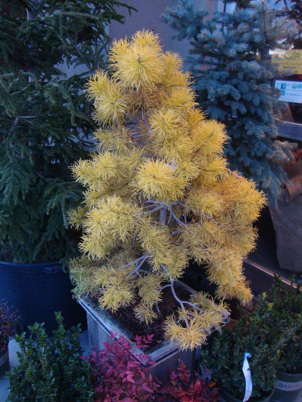 Photo of Lodgepole Pine (Pinus contorta var. latifolia 'Chief Joseph') uploaded by Paul2032