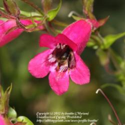 Location: My garden in Gent, Belgium
Date: 2011-07-01
With bumble bee :)
