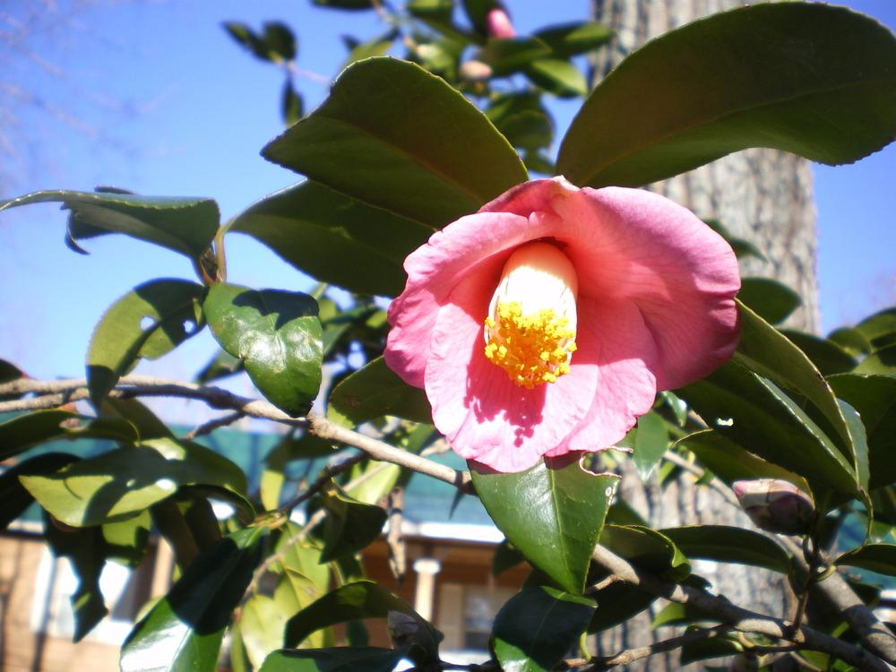 Photo of Japanese Camellia (Camellia japonica 'Akashigata') uploaded by janicewood549